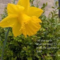 A recreatrion of one of Mariandale's art pieces using one of their daffs
